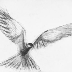 Tern